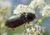 Selatosomus latus